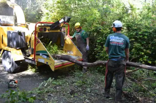 tree services Tees Toh